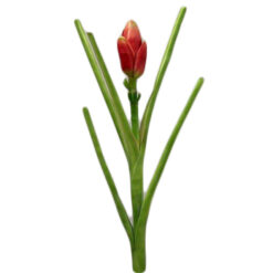 FLOR