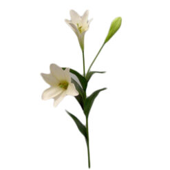 FLOR