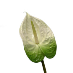 FLOR