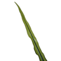 HOJA