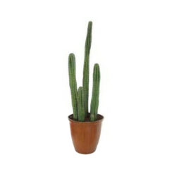 PLANTA