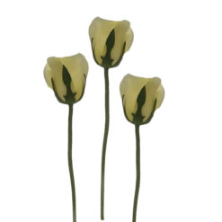 FLOR