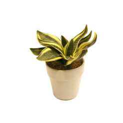PLANTA