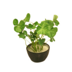 PLANTA