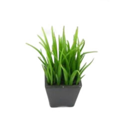 PLANTA