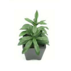 PLANTA