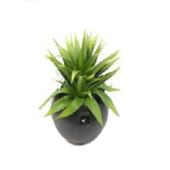 PLANTA