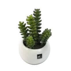 PLANTA