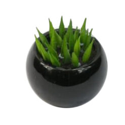 PLANTA