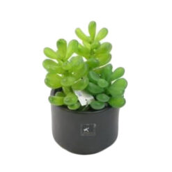 PLANTA