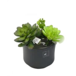 PLANTA
