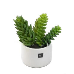 PLANTA