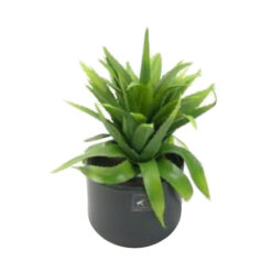 PLANTA