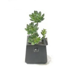 PLANTA