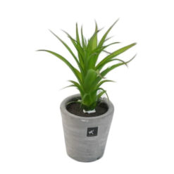 PLANTA