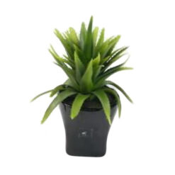 PLANTA