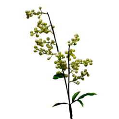 FLOR