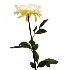 FLOR