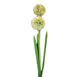 FLOR