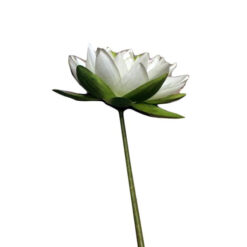 FLOR