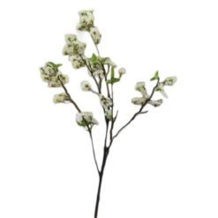 PLANTA