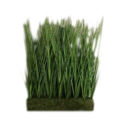 OASIS CON PASTOS