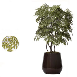PLANTA