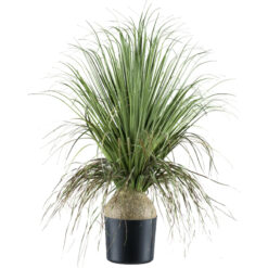 PLANTA