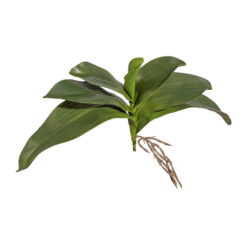 HOJA